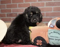 PHANTOM MALE COCKAPOO 102, a male Cockapoo for sale in Pittsburg, KS – 8 of 10