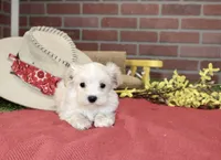 CREAM MALE MORKIE 3151, a male Morkie for sale in Pittsburg, KS – 4 of 4