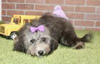 COCKAPOO FEMALE 967, a female Cockapoo for sale in Pittsburg, KS – 4 of 4