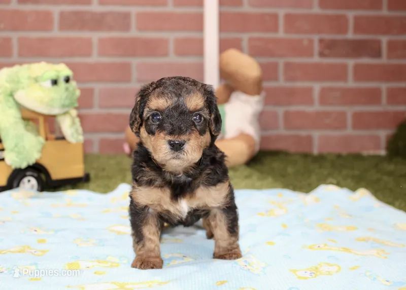 BLACK/TAN MALE YORKIEPOO 176 – Yorkipoo puppy for sale in Pittsburg, KS