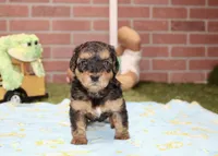 BLACK/TAN MALE YORKIEPOO 176, a male Yorkipoo for sale in Pittsburg, KS – 1 of 4