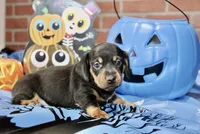 BLACK/TAN MALE DACHSHUND 2970, a male Miniature Dachshund for sale in Pittsburg, KS – 2 of 4