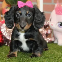 Female Dacshund 479, a female Dachshund for sale in Pittsburg, KS – Photo 1 of 8