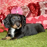 Female Dacshund 479, a female Dachshund for sale in Pittsburg, KS – Photo 5 of 8