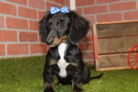 Female Dacshund 479, a female Dachshund for sale in Pittsburg, KS – Photo 4 of 4