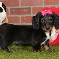 Female Dacshund 479, a female Dachshund for sale in Pittsburg, KS – Photo 4 of 8