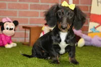 Female Dacshund 479, a female Dachshund for sale in Pittsburg, KS – 1 of 8