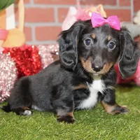 Female Dacshund 479, a female Dachshund for sale in Pittsburg, KS – Photo 3 of 8