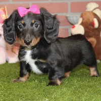 Female Dacshund 479, a female Dachshund for sale in Pittsburg, KS – Photo 2 of 8