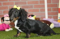 Female Dacshund 479, a female Dachshund for sale in Pittsburg, KS – 4 of 8