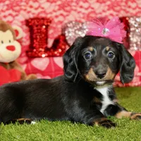 Female Dacshund 479, a female Dachshund for sale in Pittsburg, KS – Photo 7 of 8