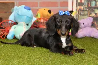 Female Dacshund 479, a female Dachshund for sale in Pittsburg, KS – Photo 3 of 4