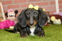 Female Dacshund 479, a female Dachshund for sale in Pittsburg, KS – 2 of 8