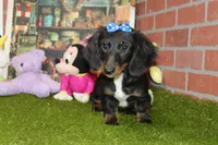 Female Dacshund 479, a female Dachshund for sale in Pittsburg, KS – Photo 2 of 4