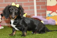 Female Dacshund 479, a female Dachshund for sale in Pittsburg, KS – 3 of 8