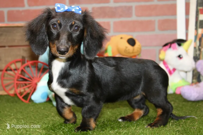 Female Dacshund 479 – Dachshund puppy for sale in Pittsburg, KS