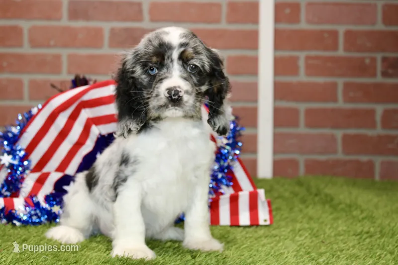 BLUE MERLE MALE 994 – Cocker Spaniel puppy for sale in Pittsburg, KS