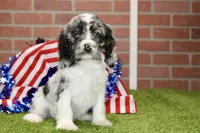 BLUE MERLE MALE 994, a male Cocker Spaniel for sale in Pittsburg, KS – 1 of 4