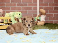 SHADED DAPPLE CREAM MALE DACHSHUND 122, a male Miniature Dachshund for sale in Pittsburg, KS – 2 of 4