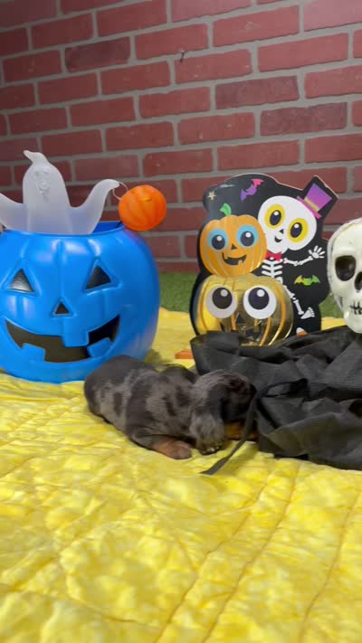 SILVER DAPPLE MALE DACHSHUND 3215, a male Miniature Dachshund for sale in Pittsburg, KS – 5 of 5