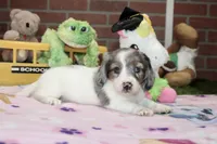 BLUE PIEBALD FEMALE DACHSHUND 125, a female Miniature Dachshund for sale in Pittsburg, KS – 2 of 4