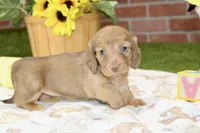 CREAM FEMALE 179, a female Miniature Dachshund for sale in Pittsburg, KS – 4 of 4