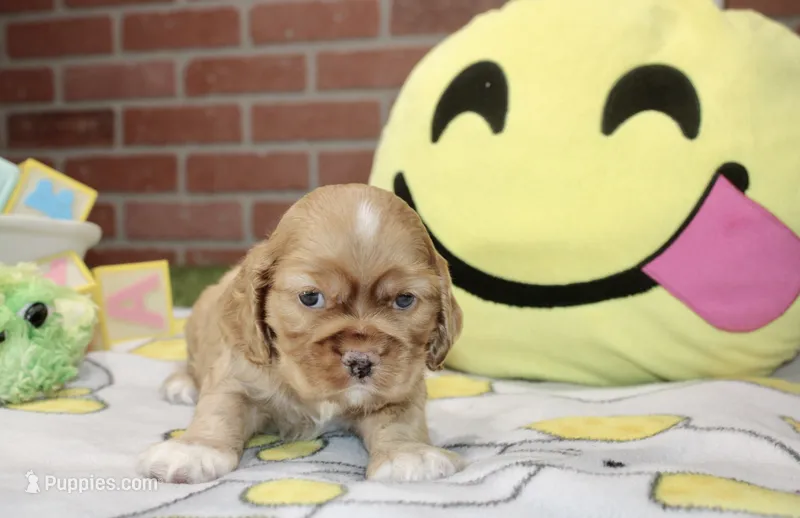 BUFF MALE COCKER 222 – Cocker Spaniel puppy for sale in Pittsburg, KS