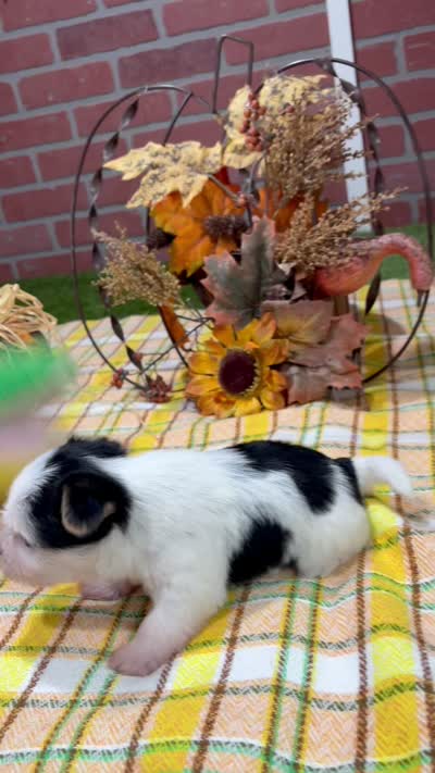 BLACK/WHITE PARTI MORKIE MALE 3036, a male Morkie for sale in Pittsburg, KS – 5 of 5