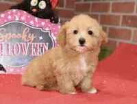 RED FEMALE YORKIEPOO 199, a female Yorkipoo for sale in Pittsburg, KS – 1 of 8