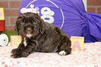   CHOCOLATE FEMALE COCKER 095, a male Cocker Spaniel for sale in Pittsburg, KS – 3 of 4
