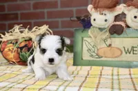 TRI MORKIE MALE 3042, a male Morkie for sale in Pittsburg, KS – 3 of 5
