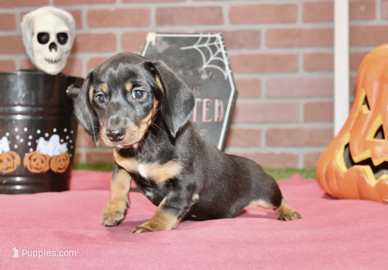 BLACK/TAN MALE DACHSHUND 3020 – Miniature Dachshund puppy for sale in Pittsburg, KS