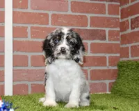 BLUE MERLE MALE 994, a male Cocker Spaniel for sale in Pittsburg, KS – 2 of 4