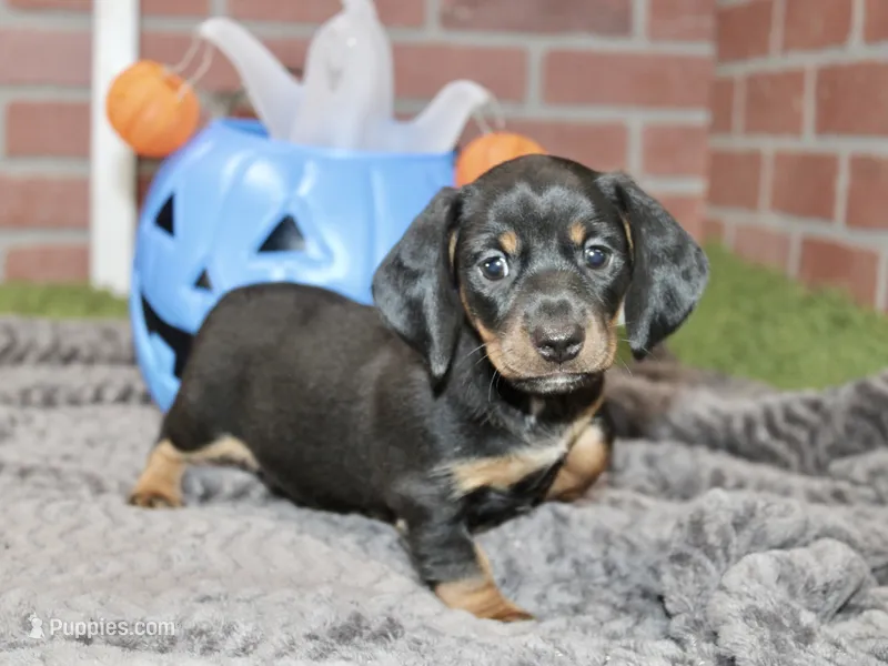 BLACK/TAN MALE DACHSHUND 3020 – Miniature Dachshund puppy for sale in Pittsburg, KS