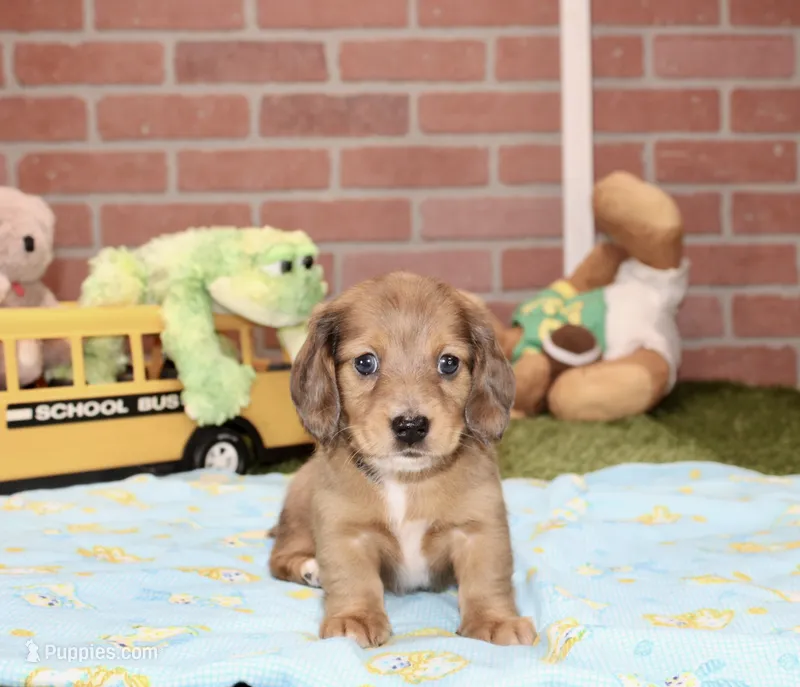 SHADED DAPPLE CREAM MALE DACHSHUND 122 – Miniature Dachshund puppy for sale in Pittsburg, KS