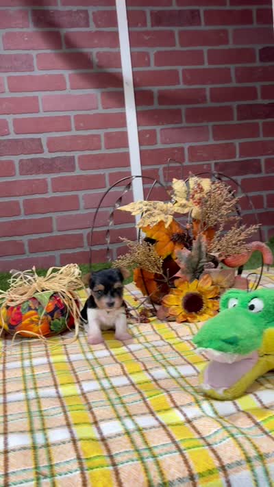 TRI MORKIE FEMALE 3038, a female Morkie for sale in Pittsburg, KS – 5 of 5