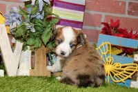 CHOCOLATE MERLE AUGGIE 982, a male Australian Shepherd and Pembroke Welsh Corgi for sale in Pittsburg, KS – 4 of 4