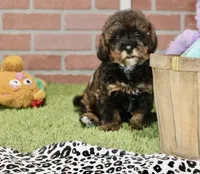 BLACK/BROWN FEMALE YORKIEPOO 178, a female Yorkipoo for sale in Pittsburg, KS – 8 of 8