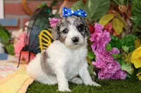 WHITE AND MERLE FEMALE 968, a female Cockapoo for sale in Pittsburg, KS – 5 of 6