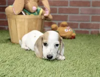 CREAM PIEBALD MALE DACHSHUND 123, a male Miniature Dachshund for sale in Pittsburg, KS – 8 of 8