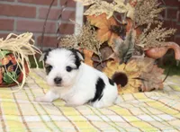 BLACK/WHITE PARTI MORKIE MALE 3036, a male Morkie for sale in Pittsburg, KS – 3 of 5