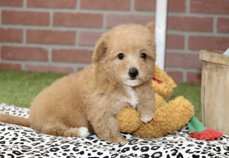 RED FEMALE YORKIEPOO 199 – Yorkipoo puppy for sale in Pittsburg, KS