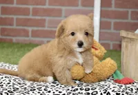 RED FEMALE YORKIEPOO 199, a female Yorkipoo for sale in Pittsburg, KS – 5 of 8