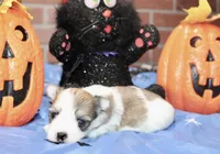 BROWN/WHITE PARTI MORKIE MALE 032, a male Morkie for sale in Pittsburg, KS – 2 of 5