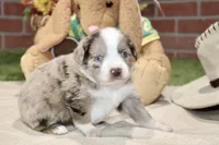 RED/WHITE MERLE MALE TOY AUSSIE 229, a male Toy Australian Shepherd for sale in Pittsburg, KS – 4 of 4