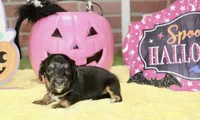 BLACK/TAN FEMALE DACHSHUND 3217, a female Miniature Dachshund for sale in Pittsburg, KS – 4 of 5