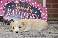 CREAM/WHITE MORKIE FEMALE 3029, a female Morkie for sale in Pittsburg, KS – 4 of 5
