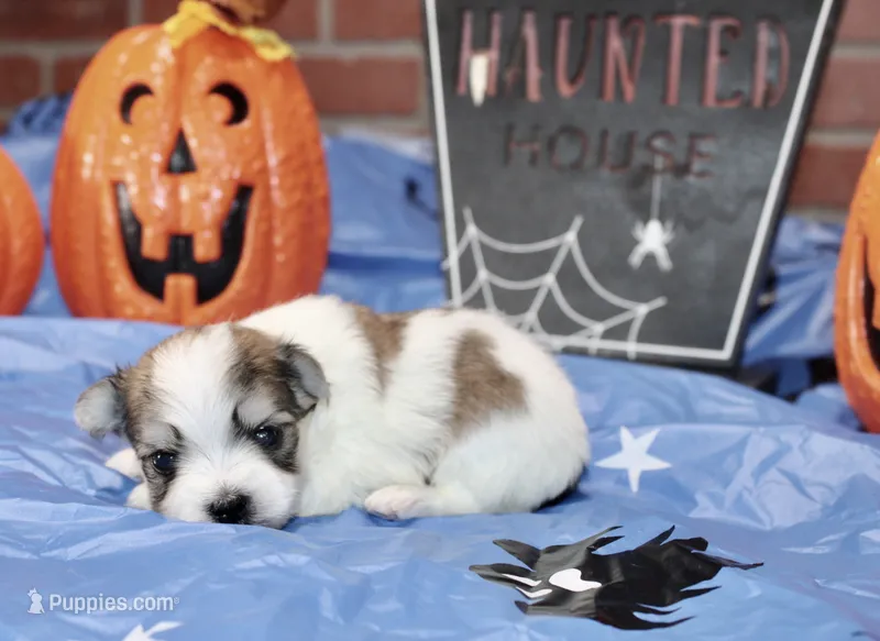 BROWN/WHITE PARTI MORKIE MALE 031 – Morkie puppy for sale in Pittsburg, KS