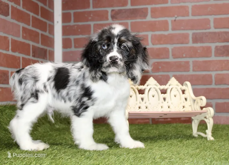 BLUE MERLE MALE 994 – Cocker Spaniel puppy for sale in Pittsburg, KS