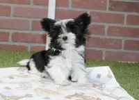 BLACK/WHITE MALE MORKIE 3152, a male Morkie for sale in Pittsburg, KS – 3 of 4